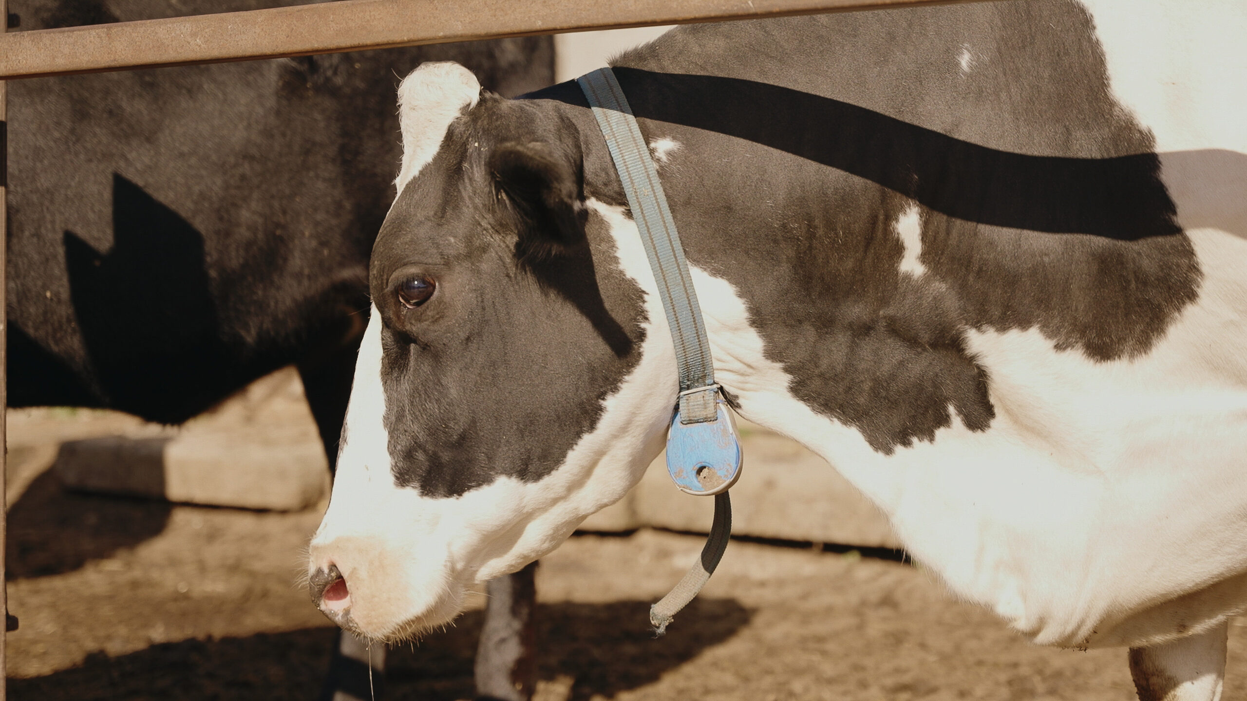 Charedi Dairies — cows in the barn