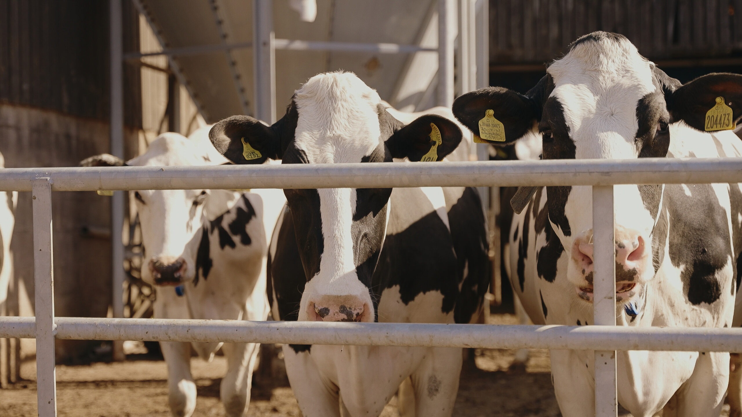 Cows in the barn at Charedi Dairies